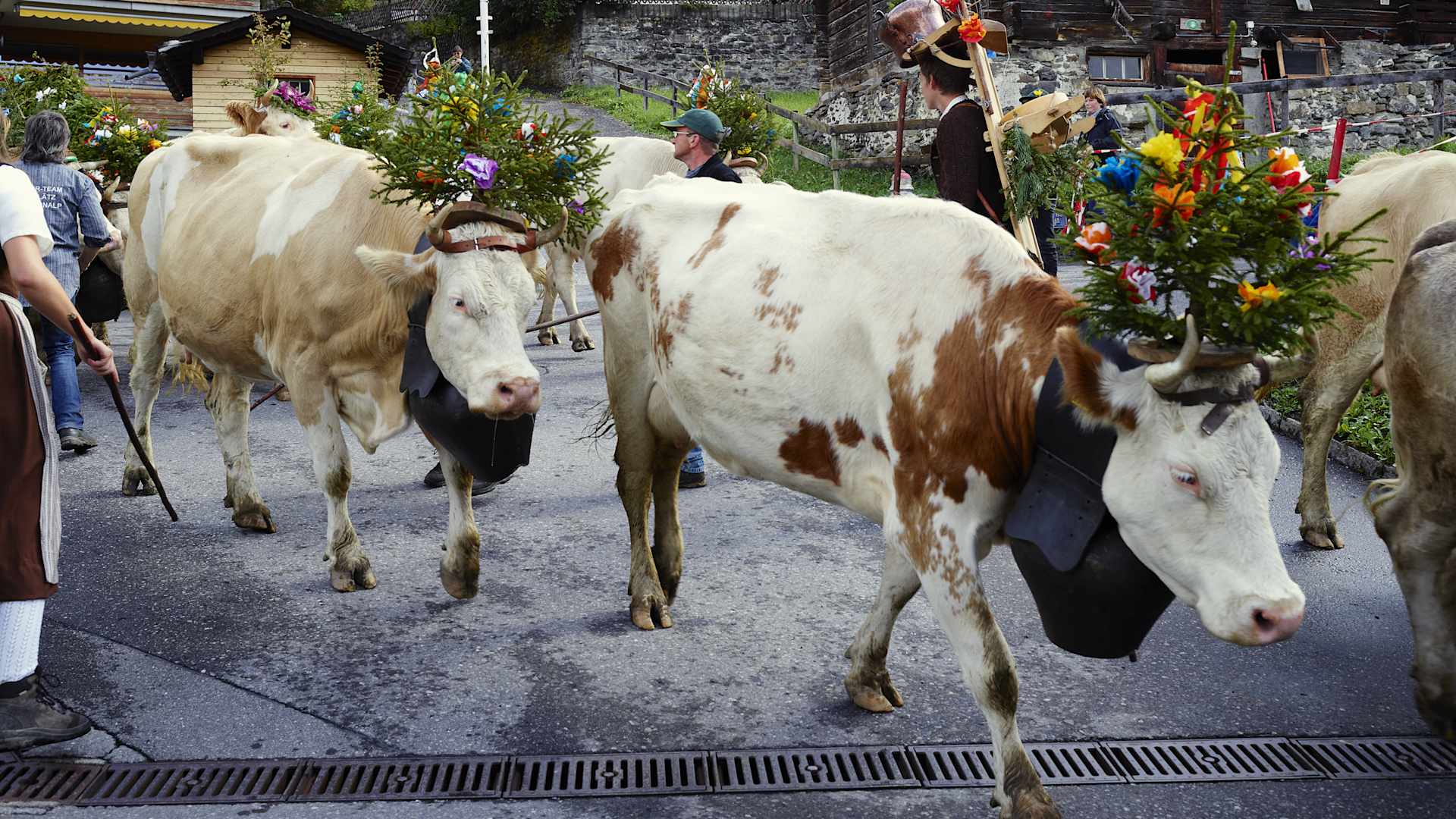 Désalpe de Mürren