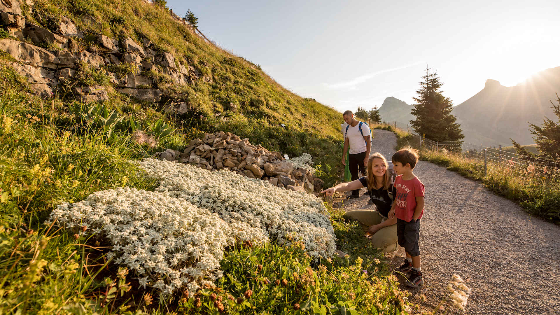 Swiss Flower & Panorama Trail