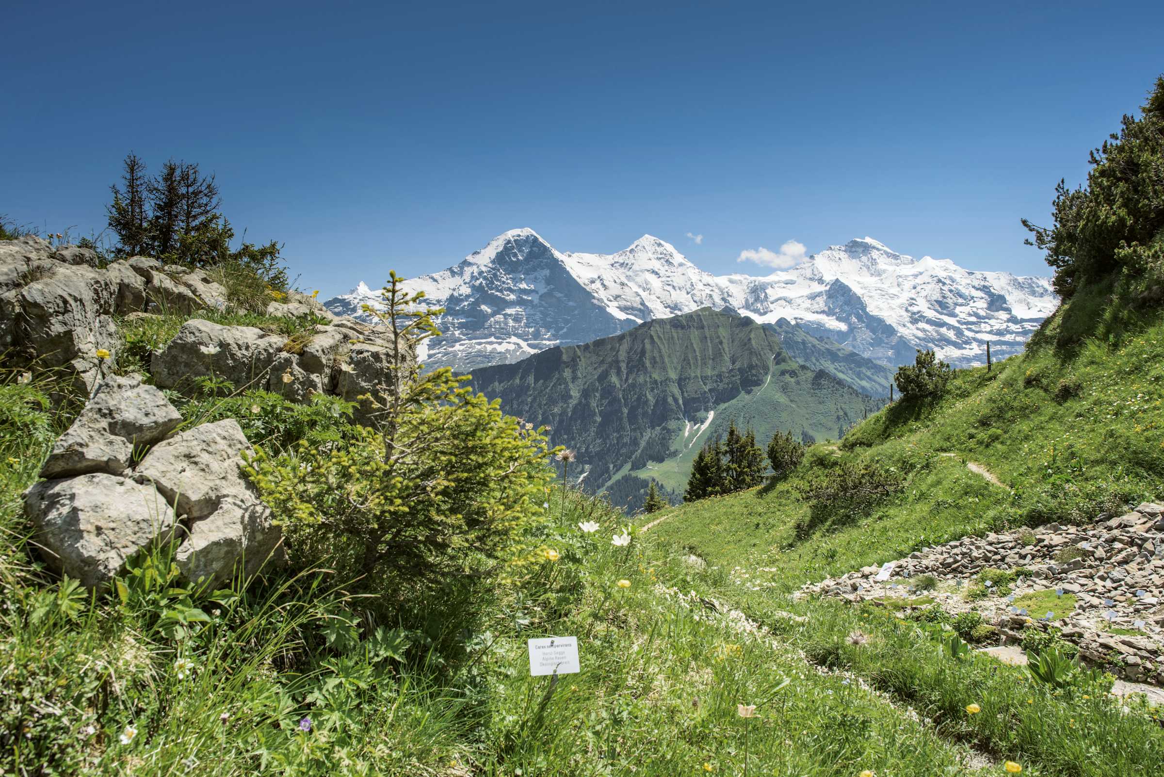 Erlebnisse-Aktivitaeten, Jahreszeit, Must See Tour, Schynige-Platte, Sommer, jungfrau.ch