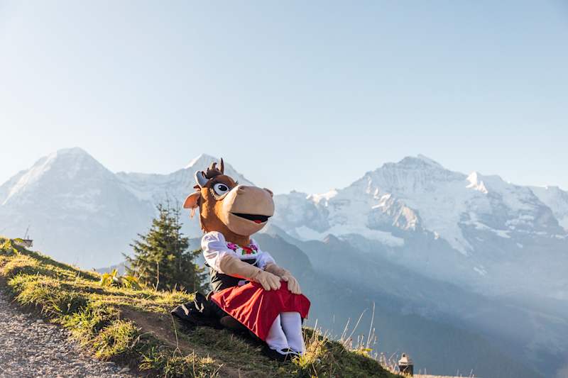Kuh Lily, die Begleiterin